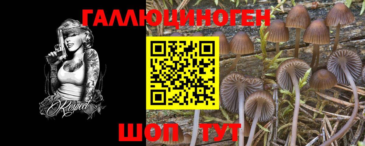Галлюциногенные грибы Magic Shrooms  Вход с VPN  Кингисепп  Псилоцибиновые грибы прущие грибы 